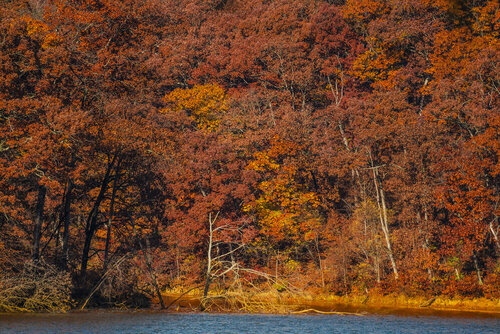 _DSC7080.jpg