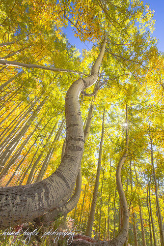 DancingAspens1.jpg