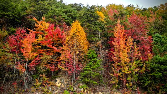 Ocoee-trees.jpg