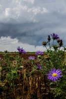 Tornado_near_big_spring_5_May_2015_and_flowers.jpg