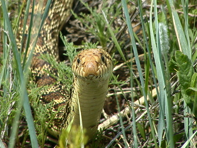 temp052705culebra.jpg