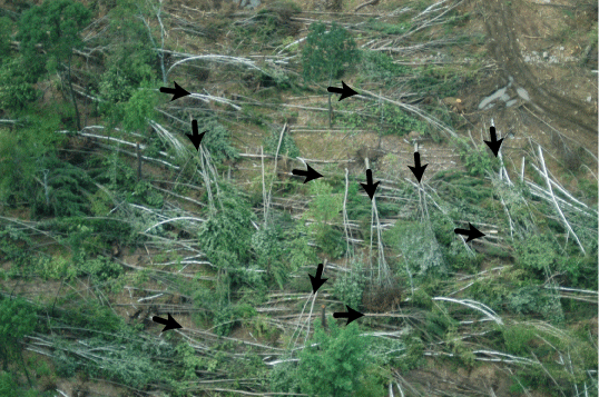 tornadodamageex1.gif