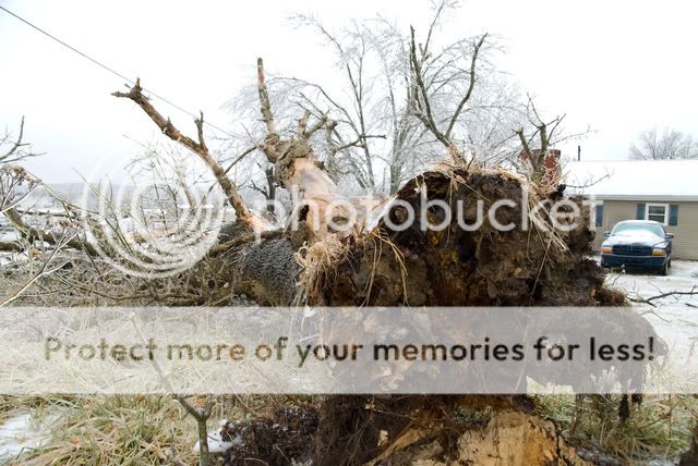 tree.jpg