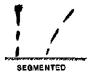 segmented.png