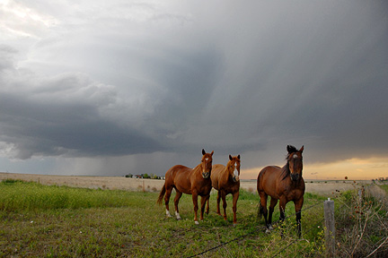 sm052610supercellhorses.jpg