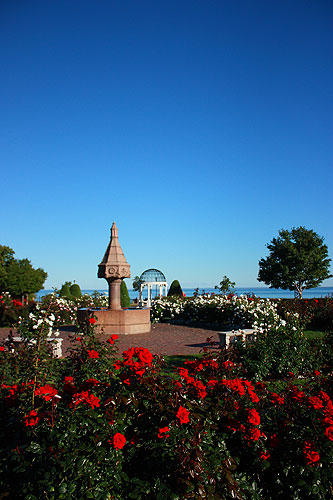 rose_garden3.jpg