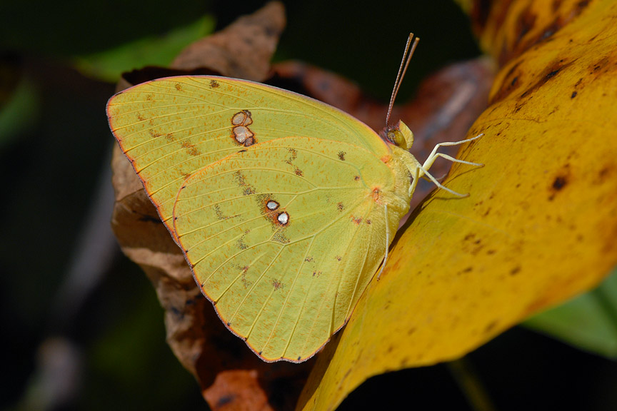 cloudlesssulphur091607.jpg