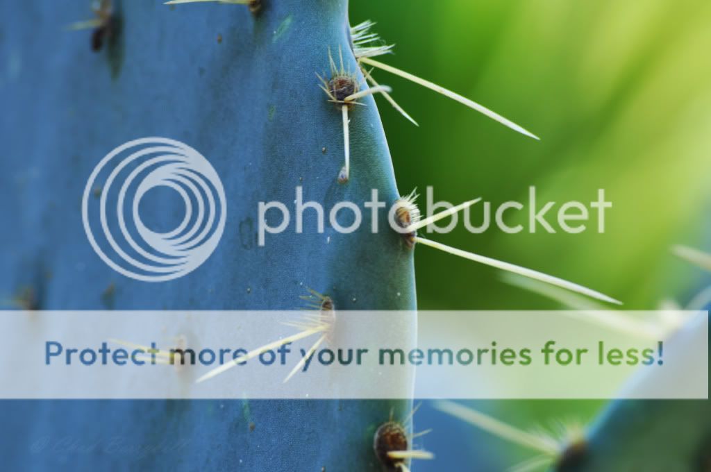 AlamoCactus.jpg
