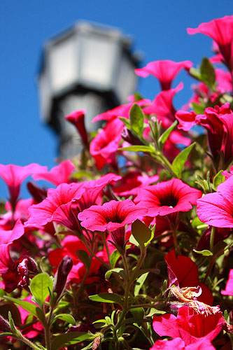 rose_garden6.jpg
