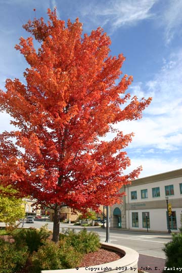 tree09-2.jpg