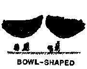 bowl-shaped.png