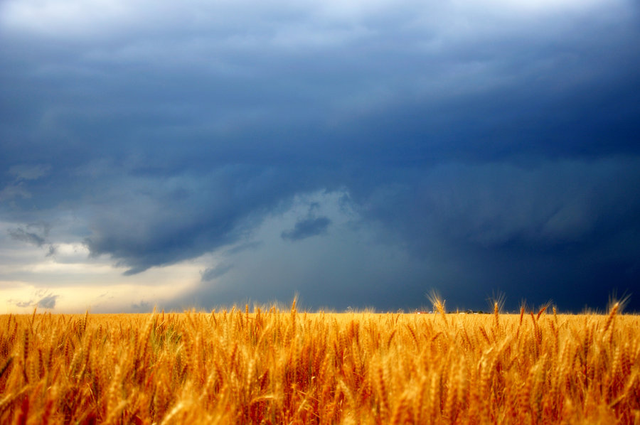 Tempestuous_Times_for_Wheat_by_Bvilleweatherman.jpg