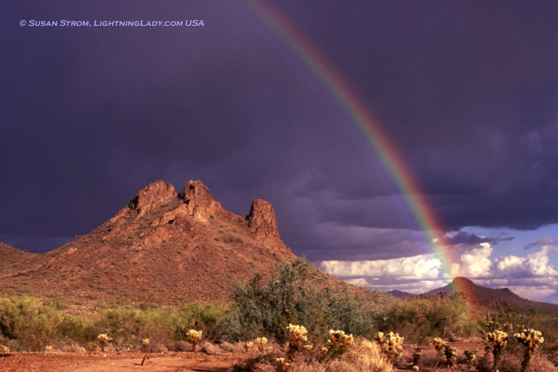 LLRainbowcholla.jpg