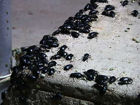 052301beetles.jpg