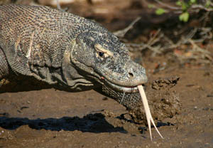 TN300_Komodo_Dragons_01.jpg