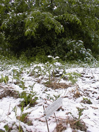 snow1.jpg