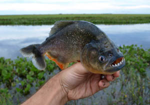 TN300_Piranha_02.jpg