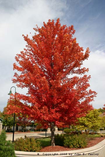 tree09-1.jpg