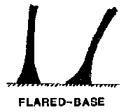 flared-base.png