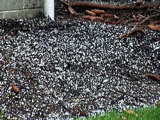 p041407a.jpg