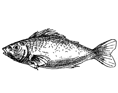 27-line-drawing-of-gold-fish.gif