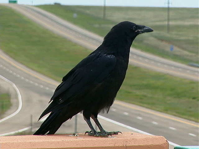 temp052705raven.jpg